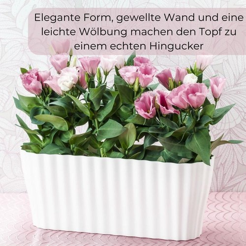 Orchideentopf Blumen Kasten Übertopf f. mehrere Pflanzen Kunststoff durchsichtig - Bild 5 von 14