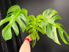 Monstera Green on Green Variegated Plant, Rooted Exact Plant, US Seller