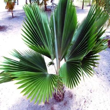 10 Fiji Fan Palm Tree Seeds (Pritchardia pacifica) Fast Growing Tropical Plant
