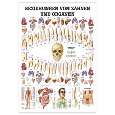 Relacje zębów i narządów tablica dydaktyczna anatomia 100x70 cm z narzędziami dydaktycznymi