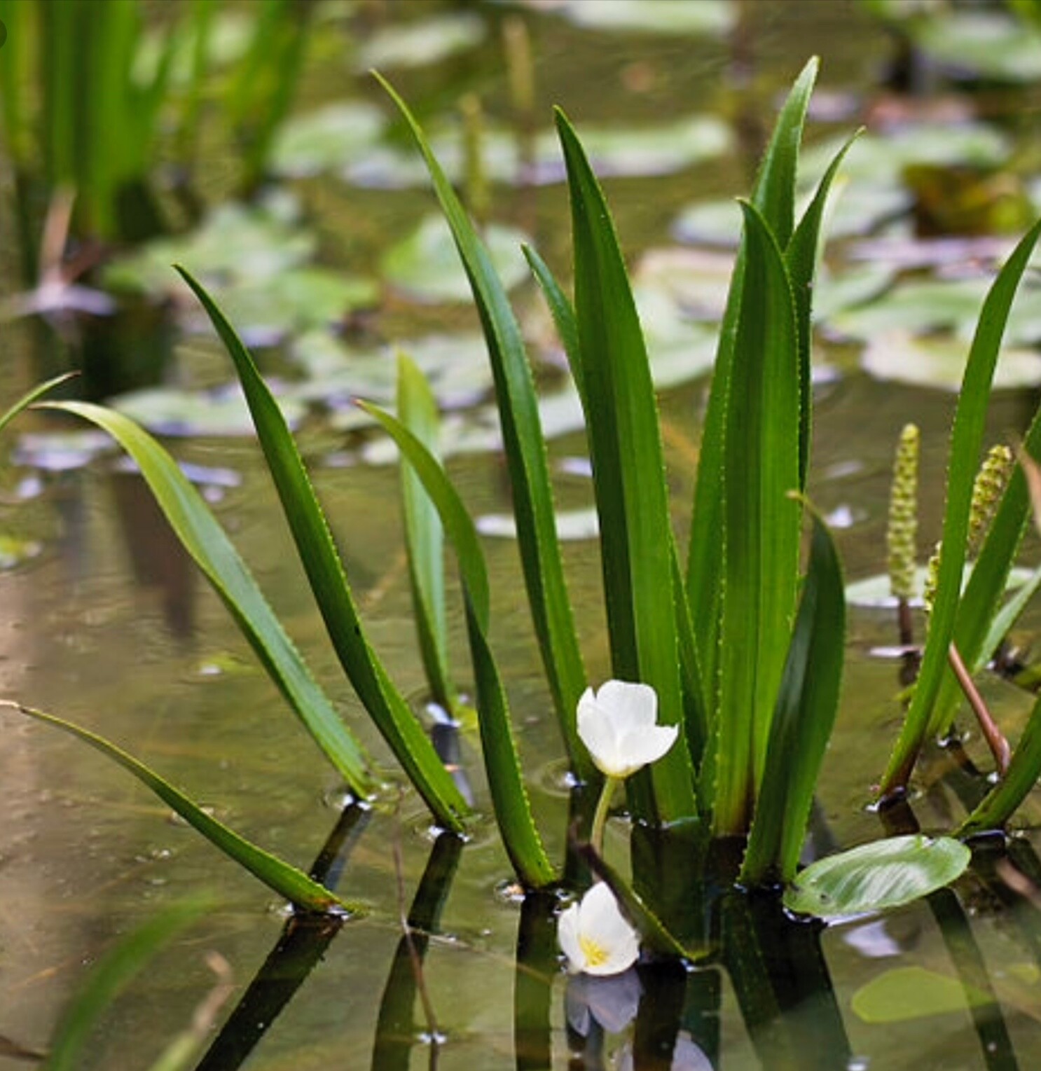 3X BABY WATER SOLDIER FLOATING POND PLANTS UK NATIVE FLOATING POND
