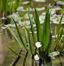 3X BABY WATER SOLDIER PLANTS  UK NATIVE FLOATING POND PLANTS