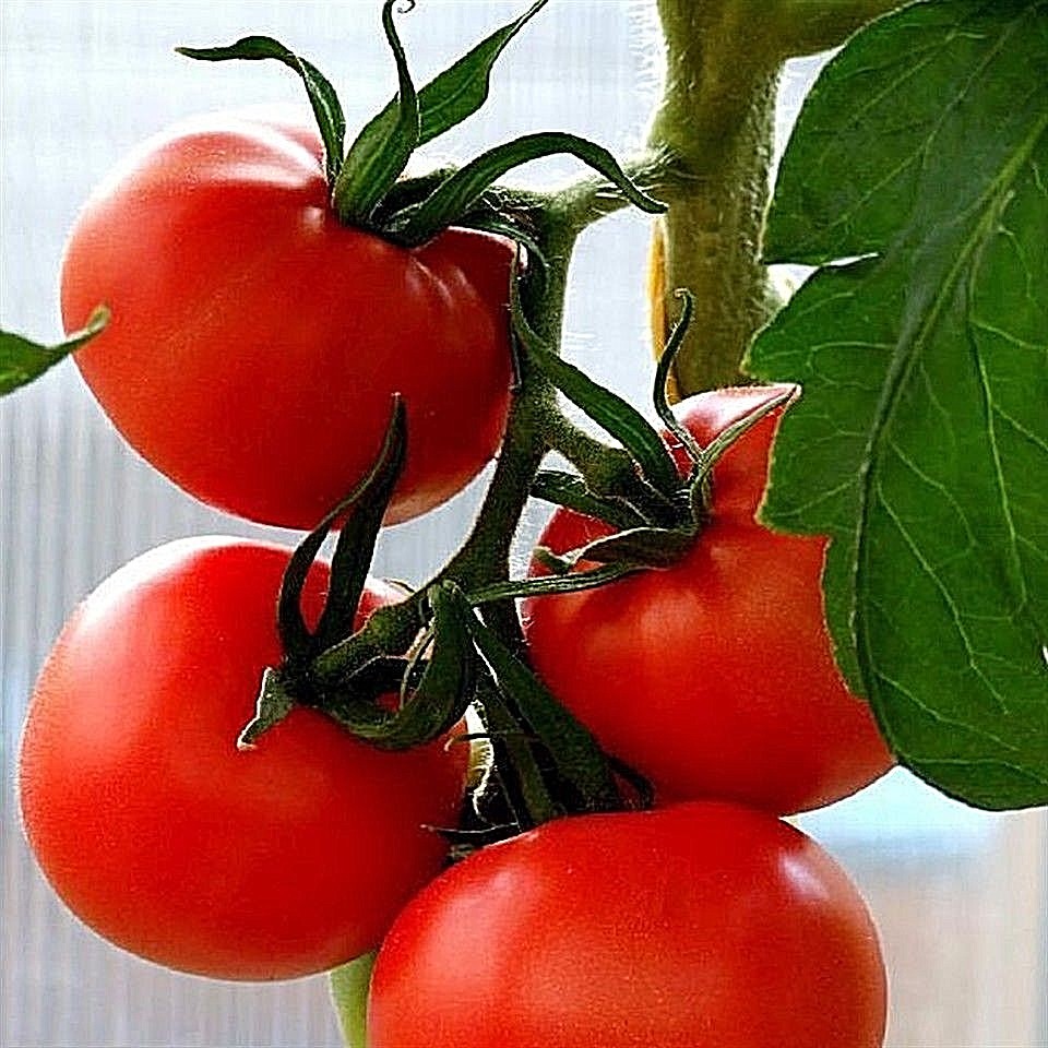 ACE 55 tomato heirloom non-gmo LOW ACID GREAT CANNER! DISEASE