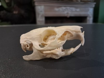 Guinea Pig Skull #1004(1)