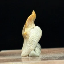 PATHOLOGICAL SHARK TOOTH - Paleogene, Paleocene - Oued Zem - MOROCCO BB15