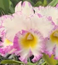 Blc Mahina Yahiro Julie Splash Cattleya Orchid plant BS 4.5” 0929