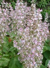 500 seeds Salvia sclarea (Clary Sage)+4"FREE PLANT LABEL