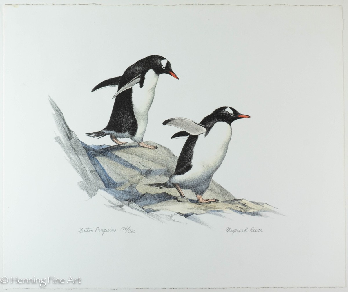 Rare Maynard Reece Lithograph Gentoo Penguins Signed & FINE