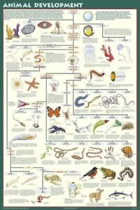 Animal Evolution Chart