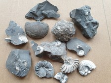 Fossiliensammlung - Ammoniten ua. - Lias (Pliensbachium) - Buttenheim