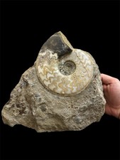 Ammonite Eparietites Fossil - Scunthorpe, Lincolnshire, Jurassic, UK