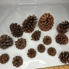 15 Count Large Medium Small Brown Natural Pinecones Pine Cone