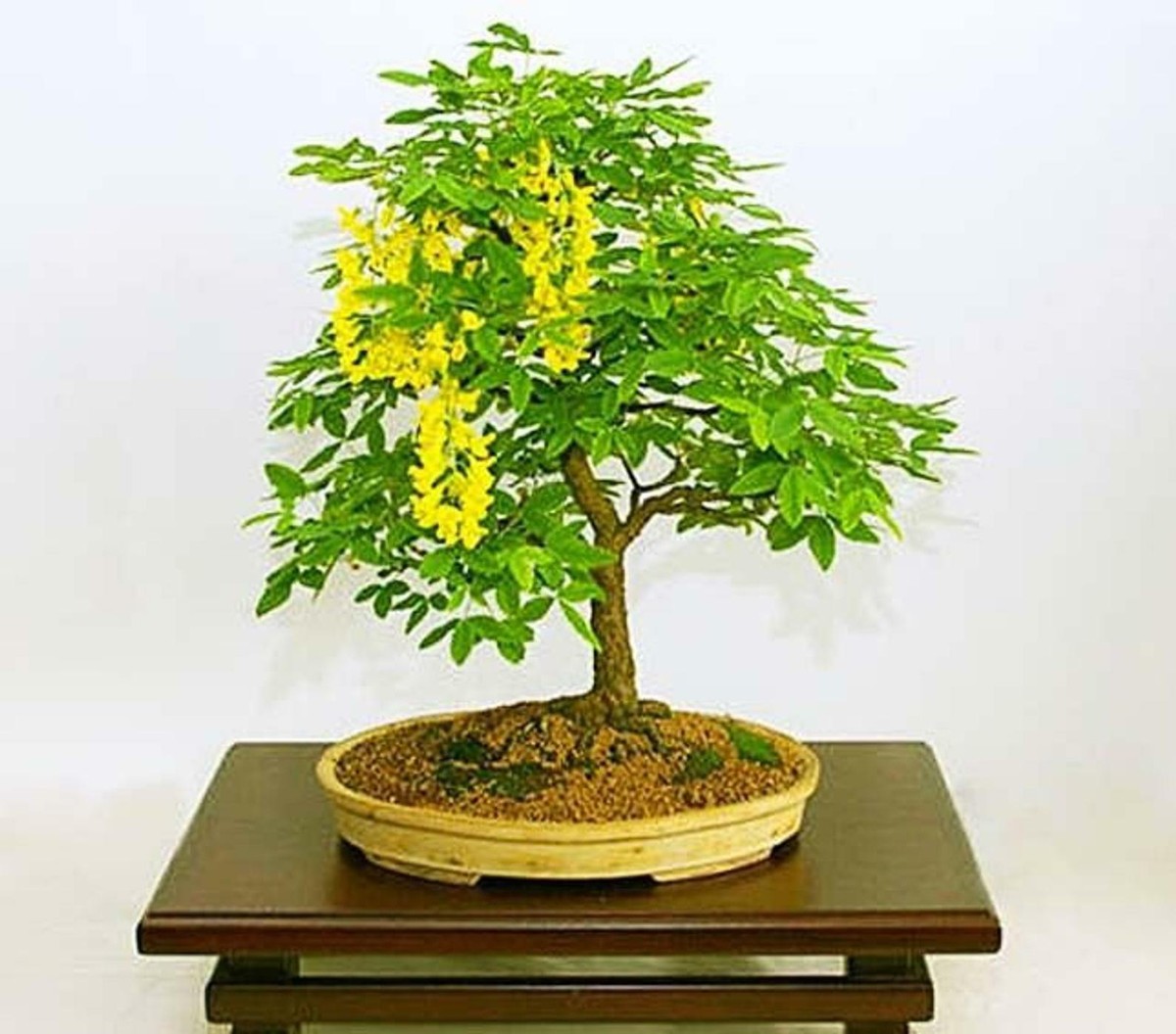 GOLDEN CHAIN TREE Goldenchain Laburnum Anagyroides - 20