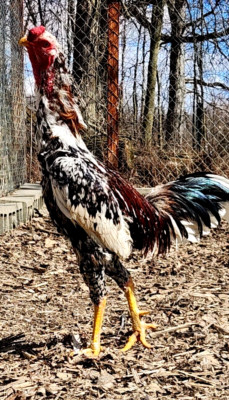 LOTX6 EGGS NPIP HATCHING EGGS INDIO GIGANTE BEST GENETICS IN USA 40 TO 50 INCH