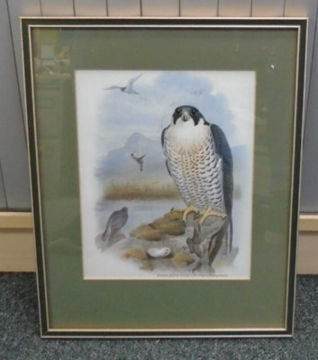 FRAMED PRINT Of A Peregrine Falcon ( Falco Peregrinus )