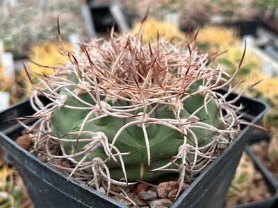 10 FRESH SEEDS,110.1..Gymnocalycium castellanosii | eBay