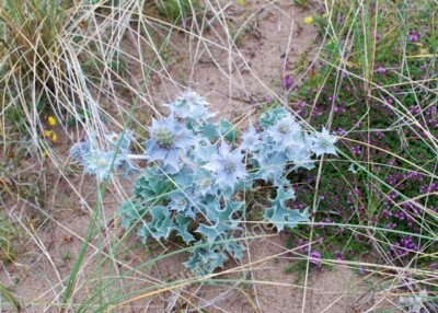Foto 6x4 Stechpalme [Eryngium maritimum] Nordmaßstab diese schöne Pflanze um 2010
