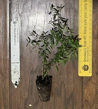 Native Darrow Blueberry - 1 TC plant/plug -2-6 in - Edible Fruit!