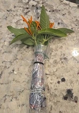 Orange Justicia Mexican Honeysuckle Justicia Spicigera Bush, 3 Cuttings, 4" each