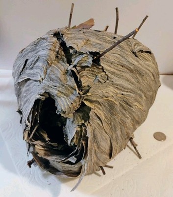 Bald Face Hornets Paper Wasp Hive Nest Multiple Branchs Unique taxidermy Nor-Cal