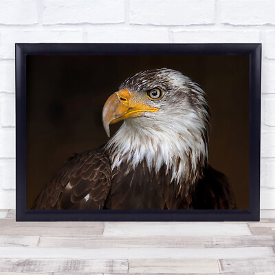 Käfigadler Nahaufnahme Schnabelfedern Kopf Raubtier Vogel gefangen Park Wandkunstdruck