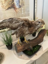 Ausgestopfter Mäusebussard /Greifvogel/Tierpräparat mit CITES