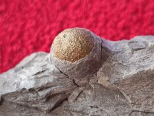 Pyrit-Kugel im Muttergestein, Pyrit Knolle, Saalbach-Hinterglemm, Österreich