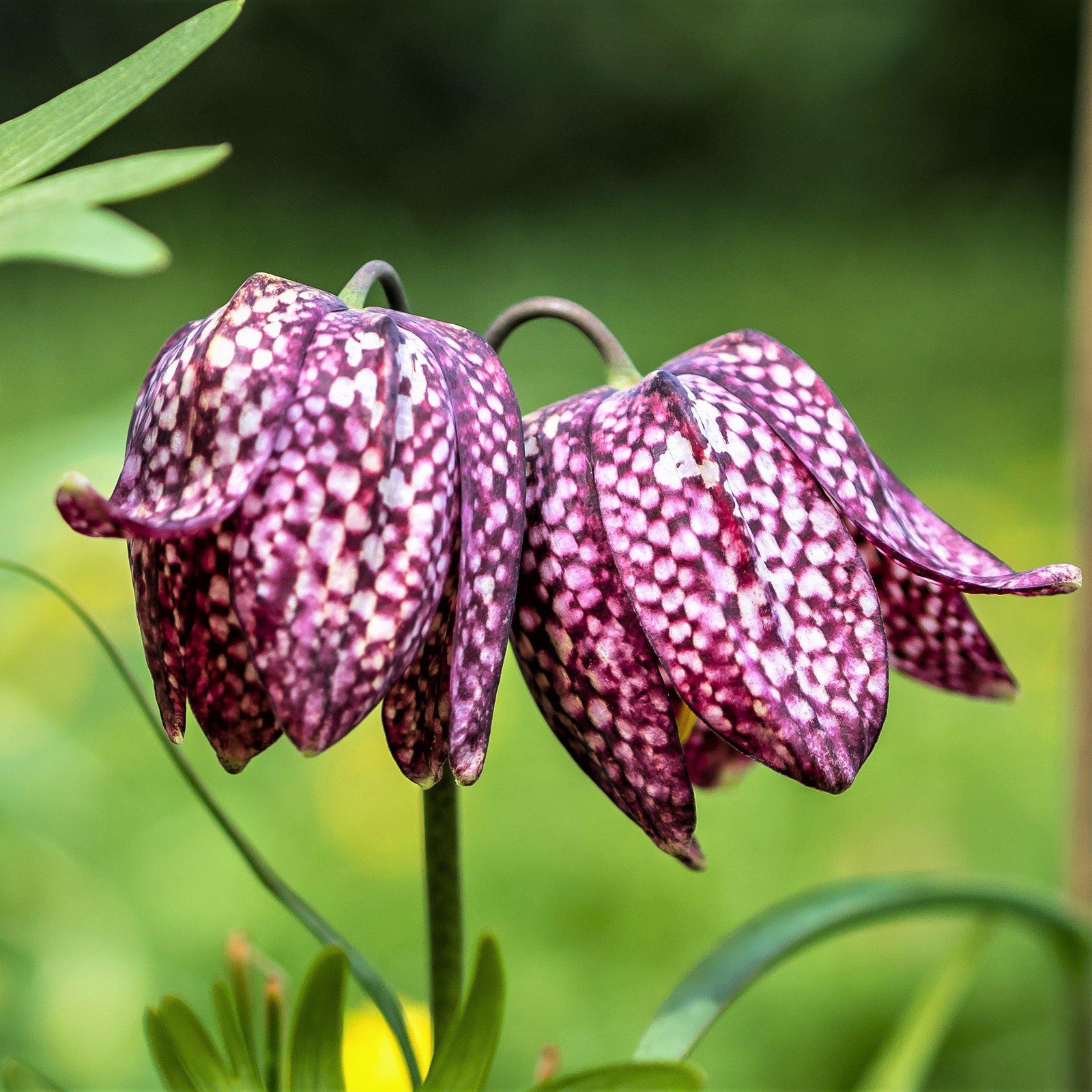 Easy to Grow Fritillaria Checkered Lily Meleagris 25 Plant Bulbs Spring Zone 3-8