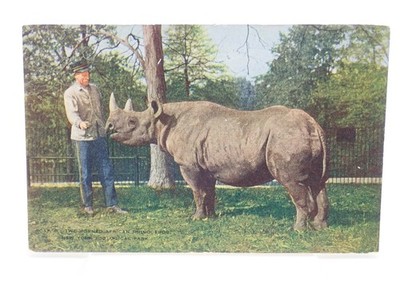 Two horned African Rhinoceros New York Zoo Vintage Postcard