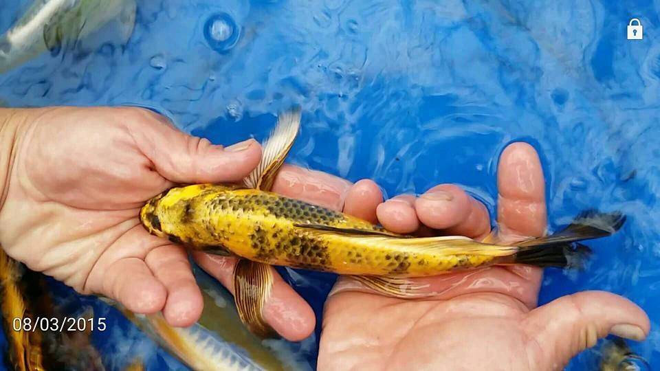 Nijikawa Four Seasons Premium Koi Food 15 lb 5 mm flotador •Distribuidor autorizado de eBay• Foto 3 de 4