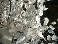 15 Dried Lunaria Moonwort Honesty Silver Doll...