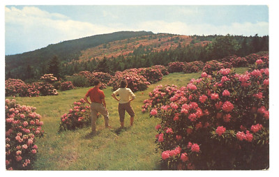 Rhododendron Flower Garden Roan Mountain Tennessee N Carolina Postcard