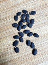 Organic 2025 Luffa Loofah 25 Seeds - Vines - Yellow Flowers - Sponge Gourd