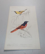 1849 D’ORBIGNY COLOR Bird Print ~ FOOT FLYCATCHER and SCARLET FLYCATCHER
