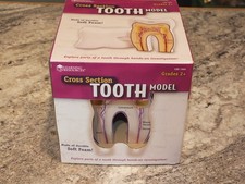 Cross Section Foam Tooth Model Educational Tool for Learning Teaching Toy