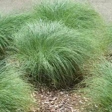 Carex grass plug plants amazon mist ornamental evergreen foliage hardy pack of 3