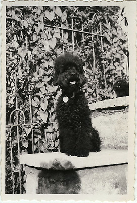 ALTES FOTO - VINTAGE SNAPSHOT - TIER HUND PUDEL LUSTIG - PUDEL DOG
