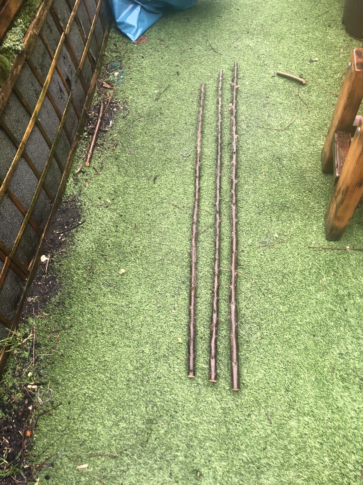 blackthorn walking stick shanks eBay