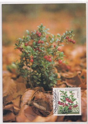 AK - (D) - Preiselbeere (Vaccinium vitis-idaea) - Typ 2 - Maxikarte - 12.3.1991 