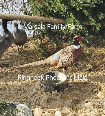 8 Jumbo Ringneck Pheasant Hatching Eggs-ships Next Week