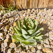 Agave parryi var. truncata 'Oregon' COLD HARDY ZONE 7