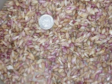 DC:  100+ Garlic Bulbils (Not Bulbs), Romanian Red, 2025 Crop, Shipping Included