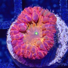 (E11) WA Charmeleon Blasto - WYSIWYG Live Coral Frag