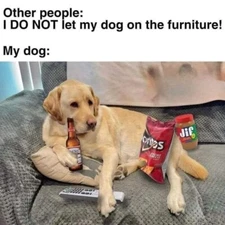 Funny dog    refrigerator magnet 3 1/2 X 4 1/2 "