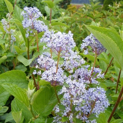MESARBUSTES.COM Ceanothus x delilianus 'Gloire de Versailles' - Céanothe caduque bleue - Lilas d