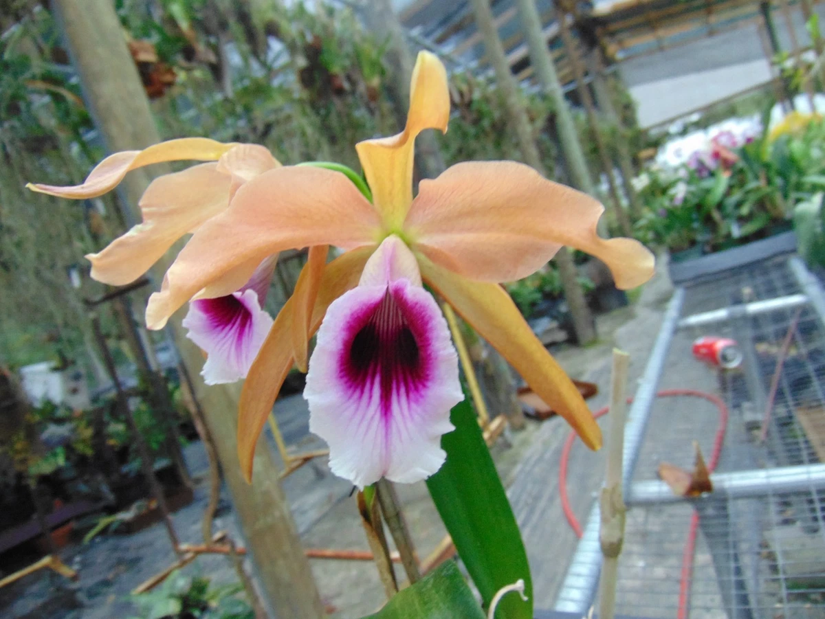 Laelia Tropical Neutral Orchids for sale | eBay