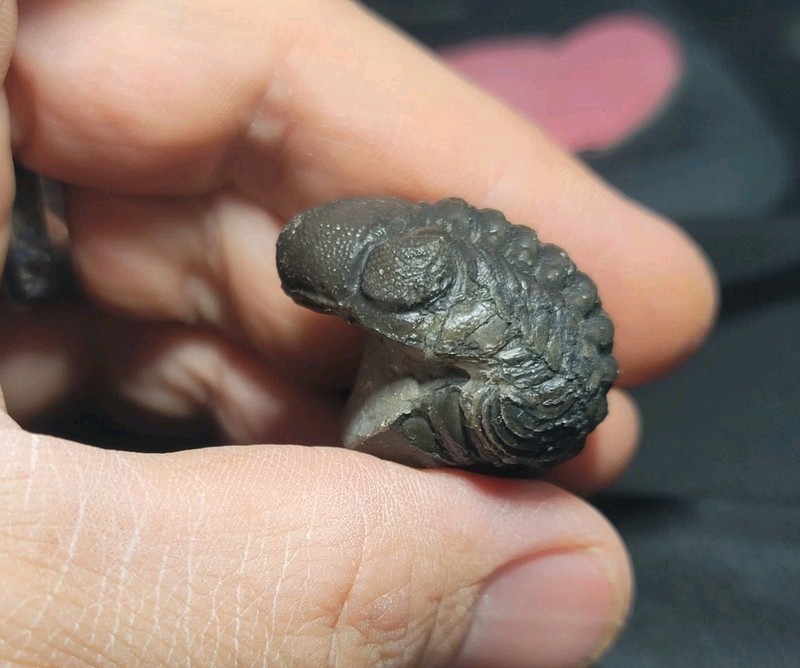 Nice Large rolled Phacops Barrandeops Trilobite fossil Devonian of Morocco 