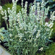 Lavender Seeds, Vera English, NON-GMO 200 SEEDS