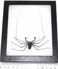 Acanthophrynus coronatus whip scorpion Indonesia framed