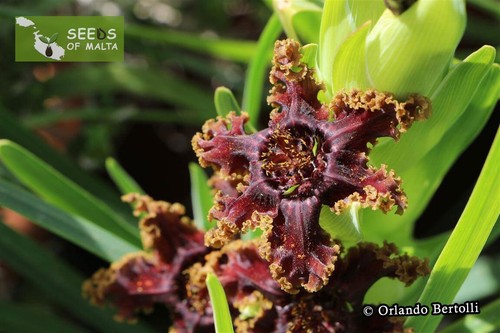 Ferraria crispa, F. undulata, Starfish lily, Starfish iris, 20-100 fresh seeds - Picture 9 of 12